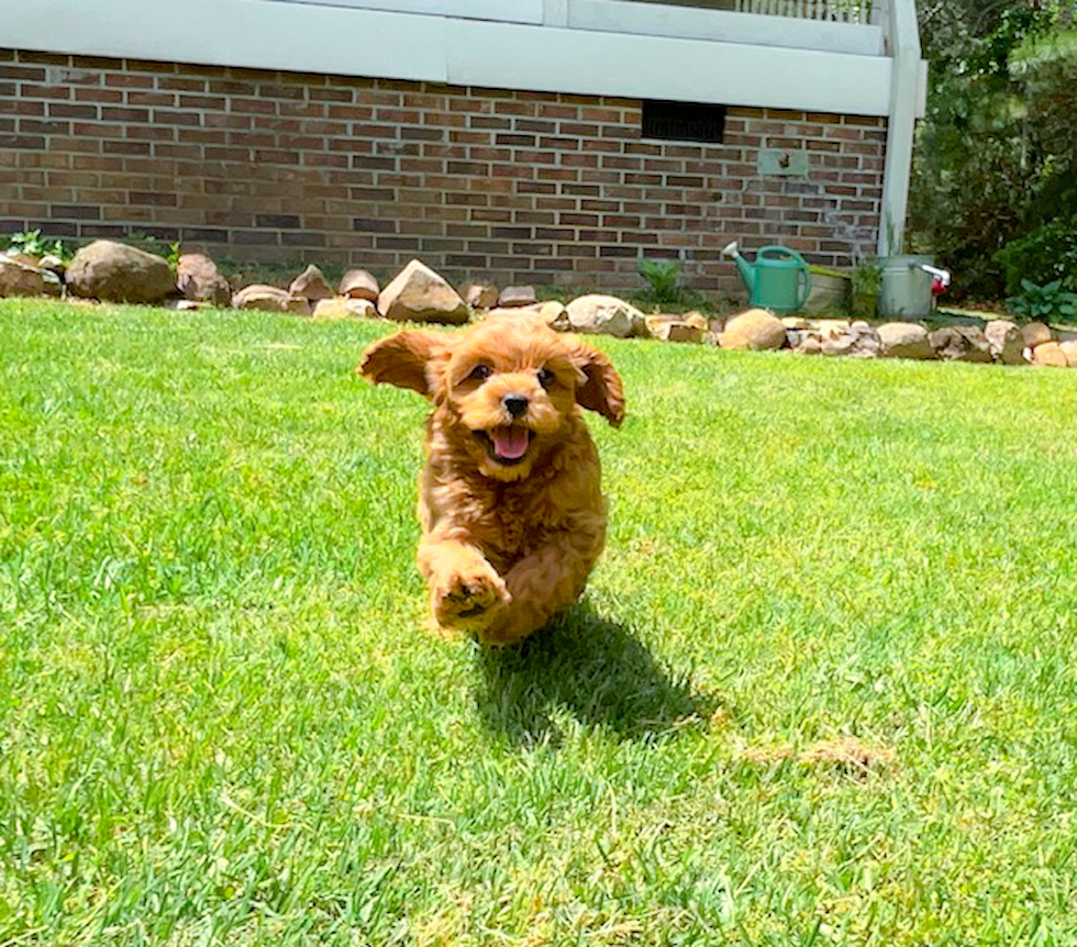 Cute Cavapoo Poodle Mix Pup