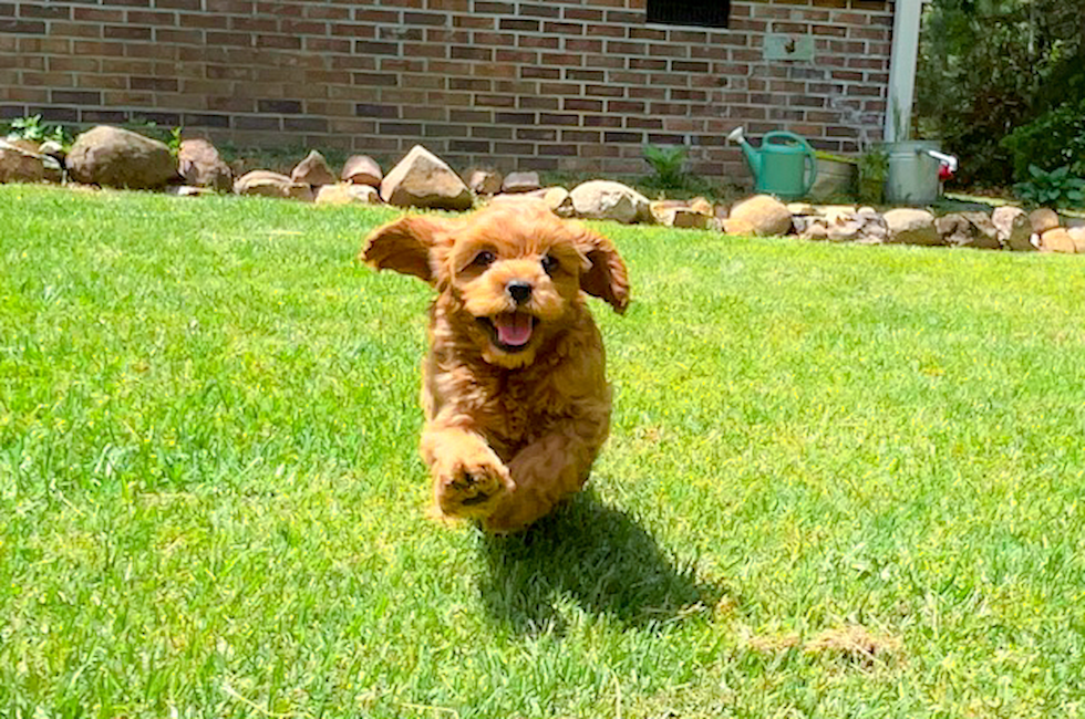 10 week old Cavapoo Puppy For Sale - Simply Southern Pups