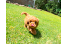 Best Cavapoo Baby