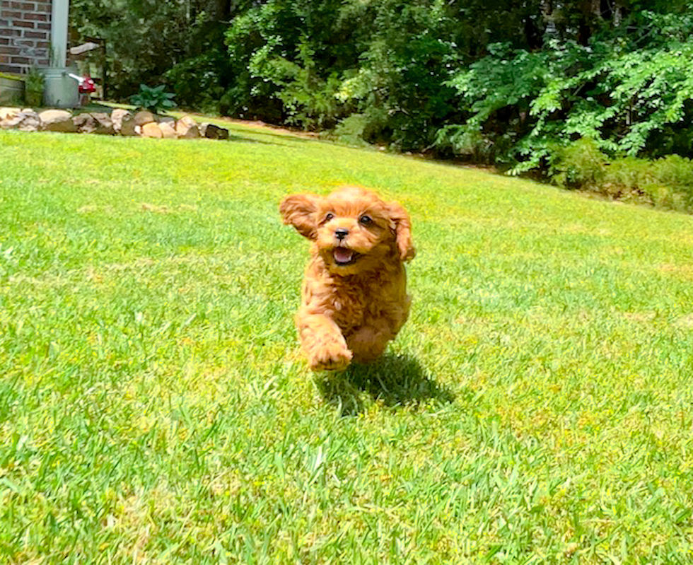 Best Cavapoo Baby
