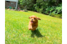 Cute Cavapoo Poodle Mix Pup
