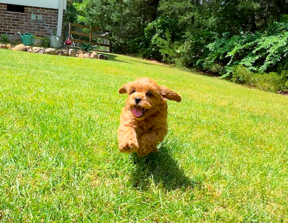 Cute Cavapoo Poodle Mix Pup