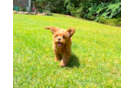 Cavapoo Puppy for Adoption