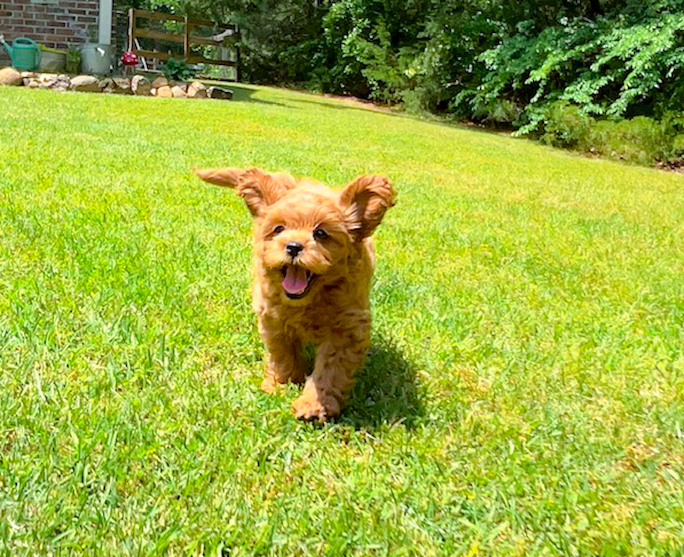 Cavapoo Puppy for Adoption