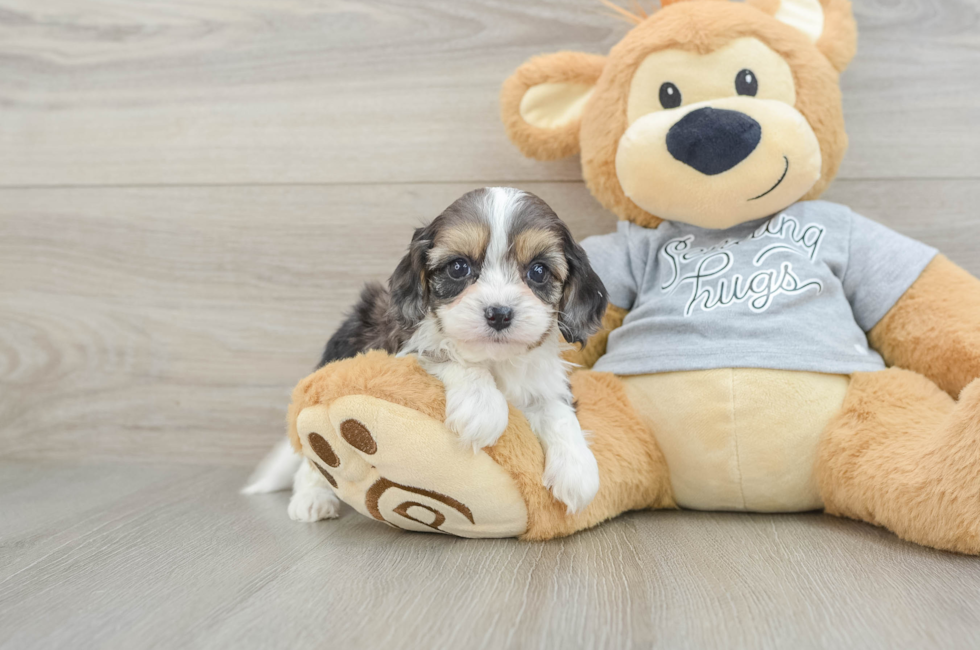 5 week old Cavapoo Puppy For Sale - Simply Southern Pups