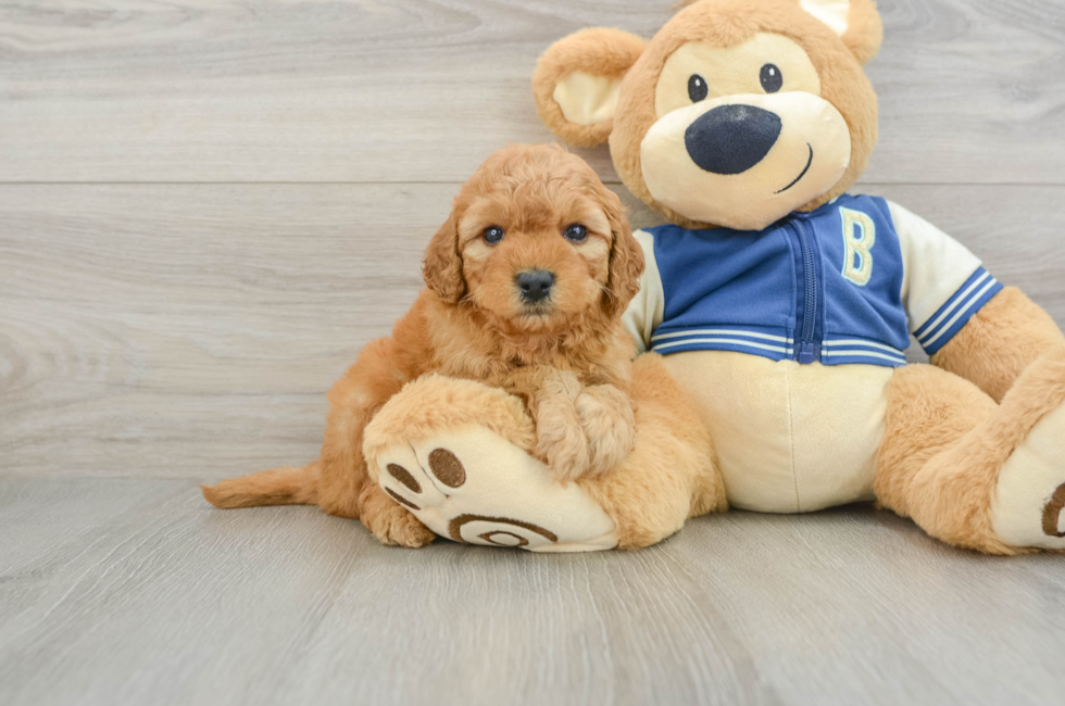6 week old Cavapoo Puppy For Sale - Simply Southern Pups
