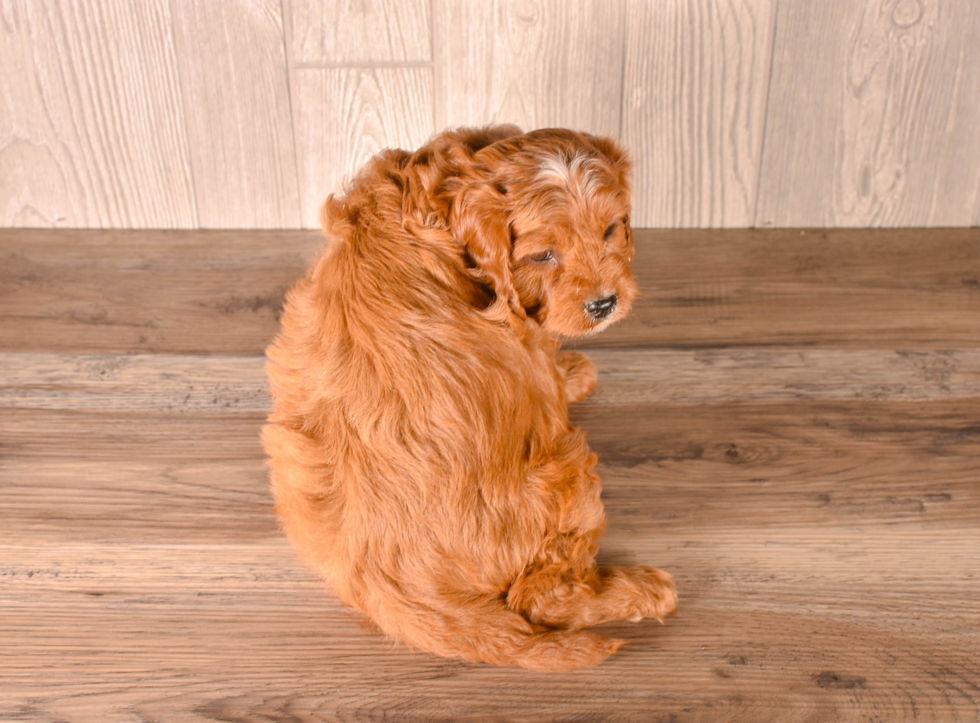 Cute Cavapoo Poodle Mix Pup