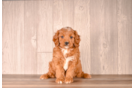 Cavapoo Pup Being Cute
