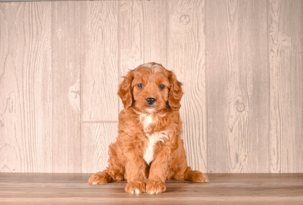 Cavapoo Pup Being Cute