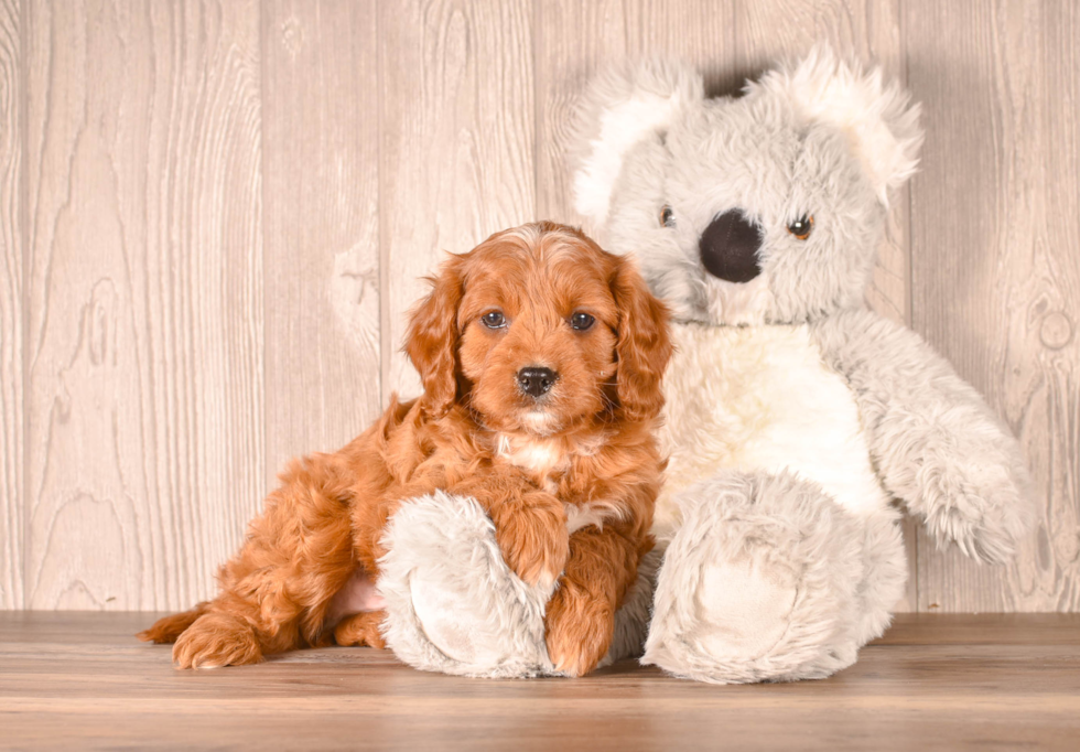 Cavapoo Pup Being Cute