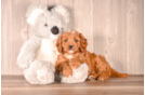 Cute Cavapoo Poodle Mix Pup