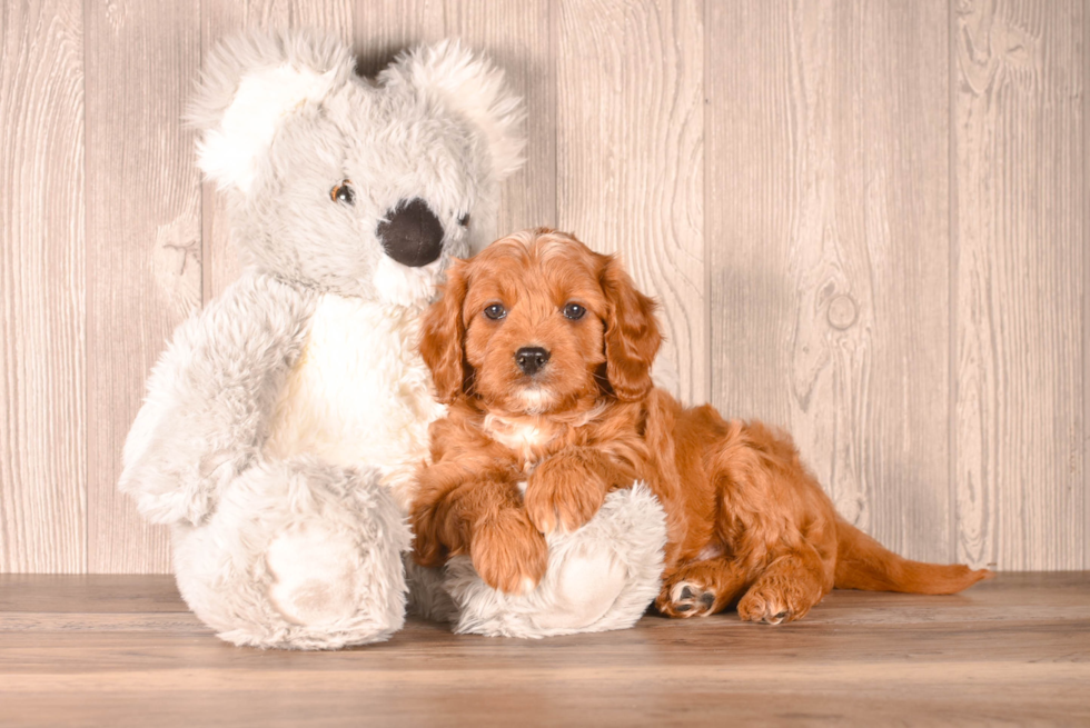 Cute Cavapoo Poodle Mix Pup