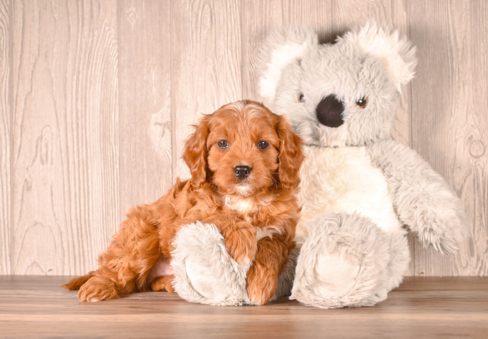 Cute Cavapoo Poodle Mix Pup