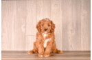 Cute Cavalier King Charles Spaniel and Poodle Mix Poodle Mix Puppy