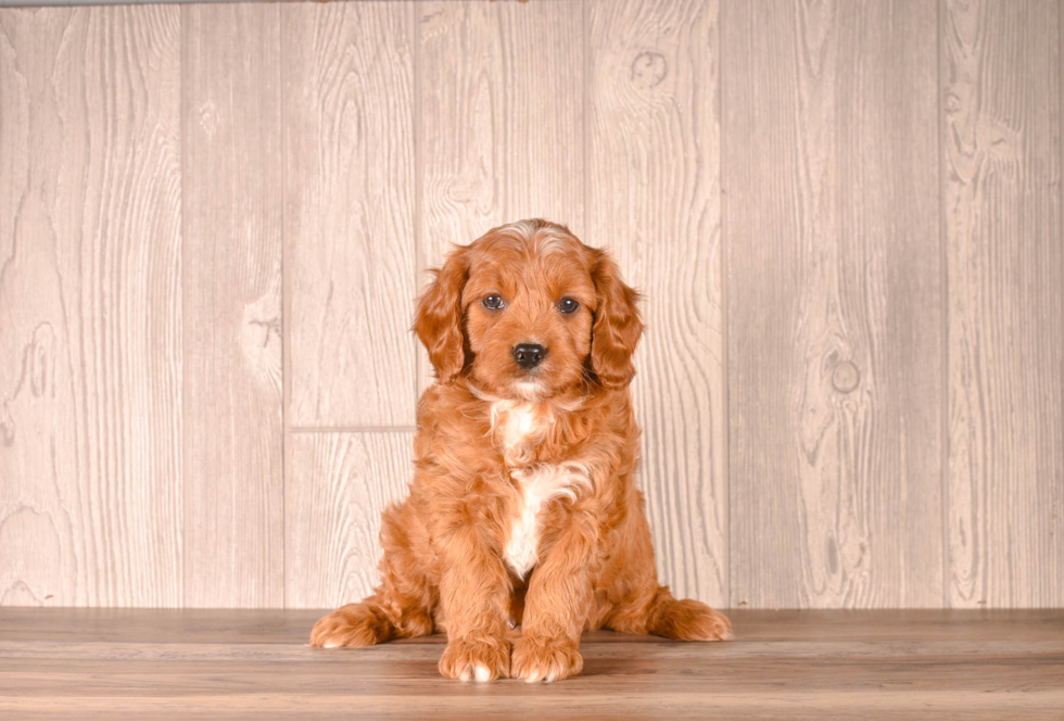 Cute Cavalier King Charles Spaniel and Poodle Mix Poodle Mix Puppy