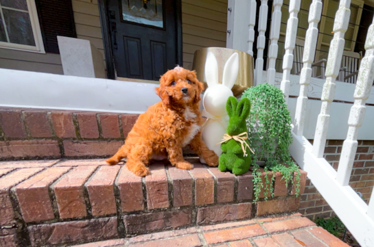 Cavapoo Pup Being Cute