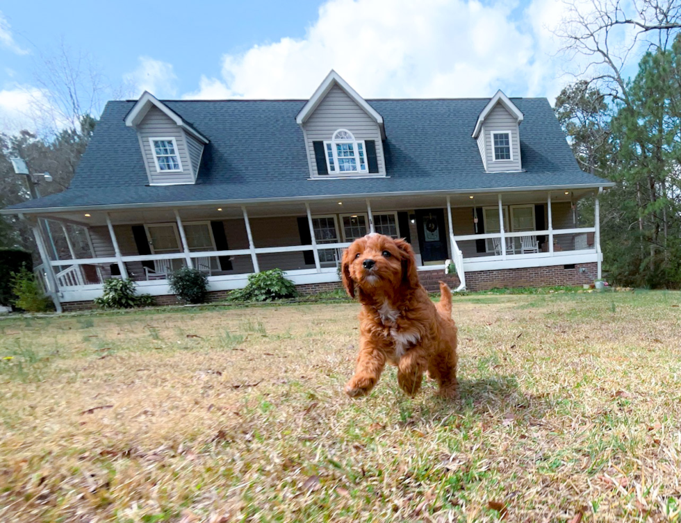 Cute Cavapoo Poodle Mix Pup