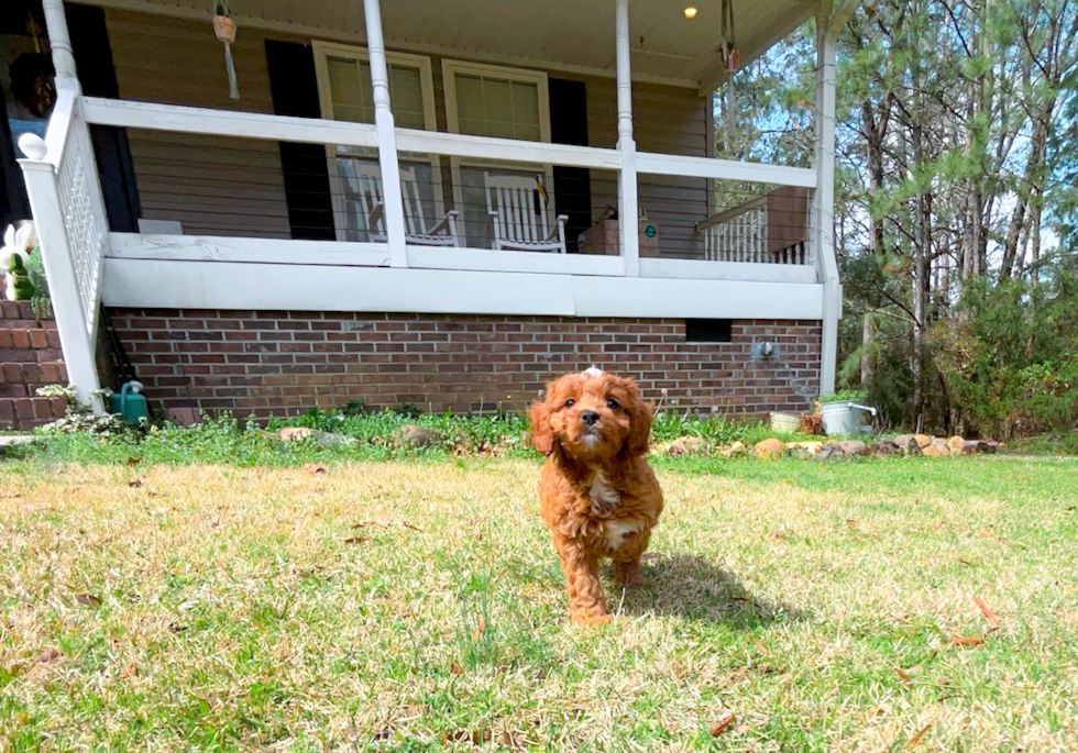 Cavapoo Pup Being Cute