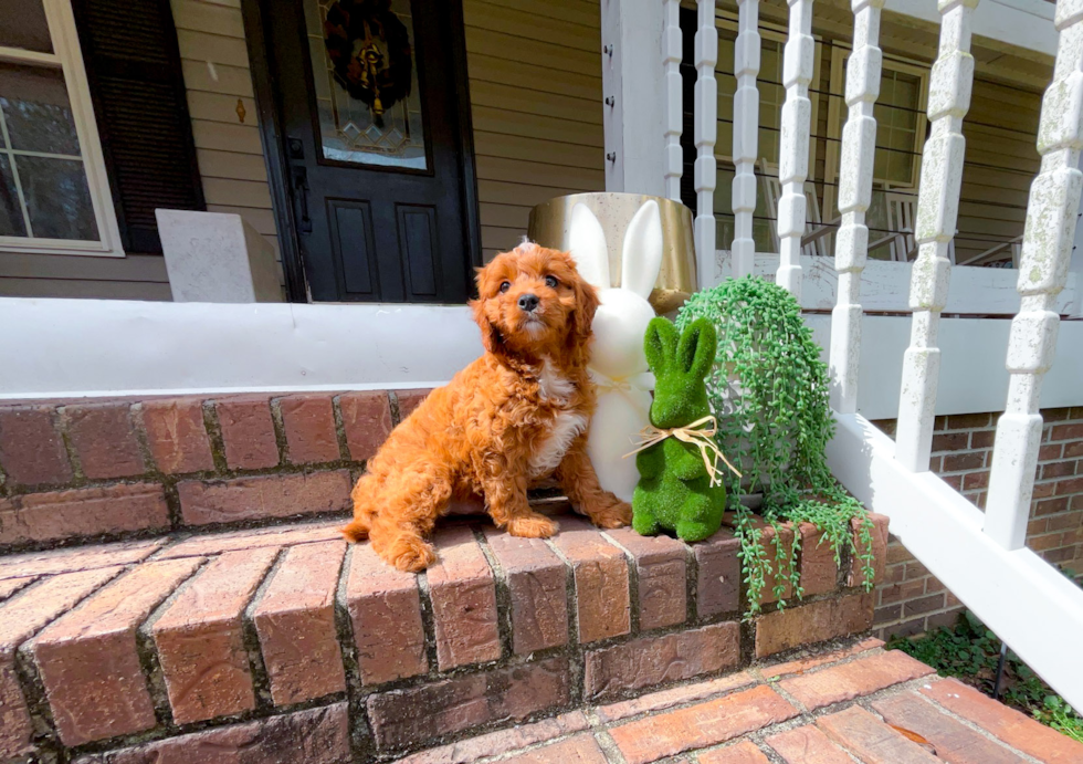 Cavapoo Puppy for Adoption