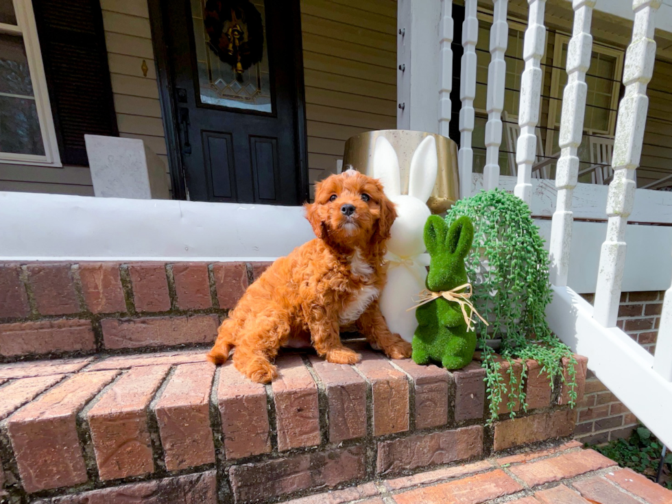 Cavapoo Pup Being Cute