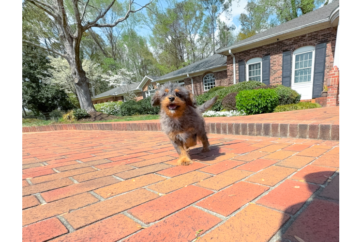 Cavapoo Puppy for Adoption