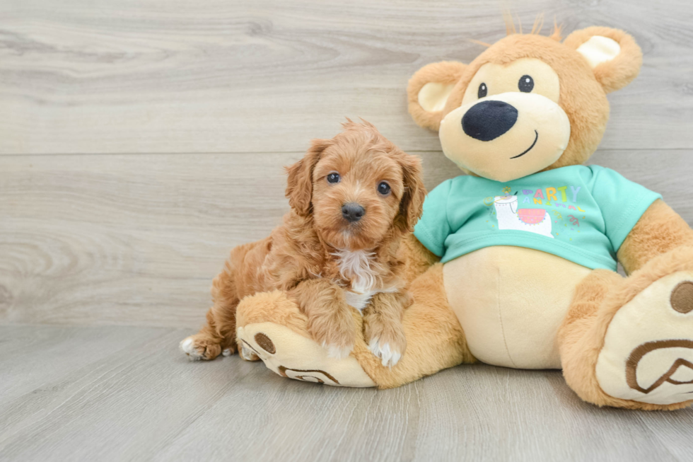 Cavapoo Pup Being Cute