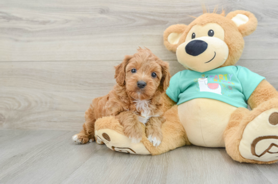 Cavapoo Pup Being Cute