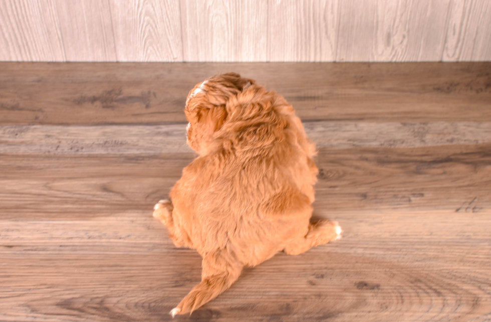 Cavapoo Puppy for Adoption