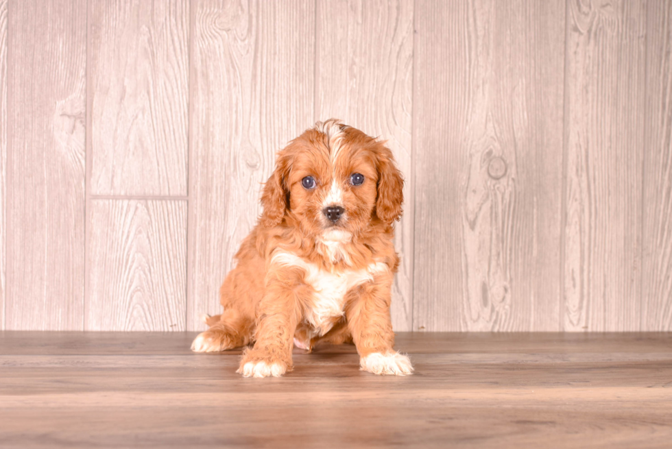 Best Cavapoo Baby