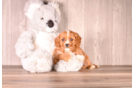 Cavapoo Pup Being Cute