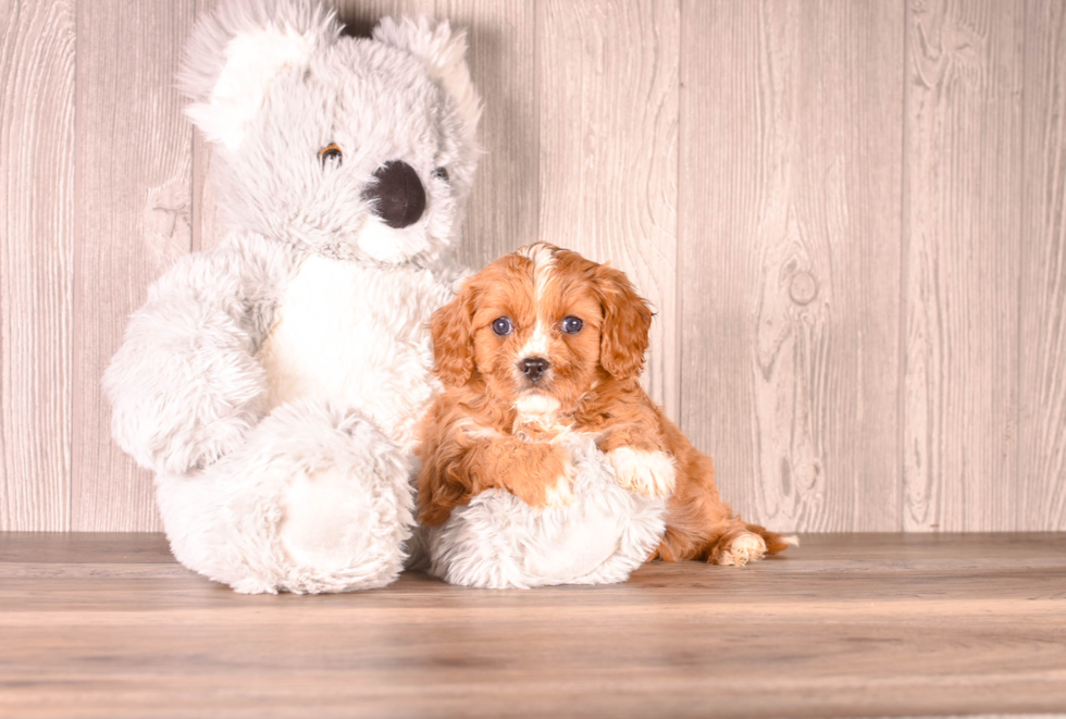 Cavapoo Pup Being Cute