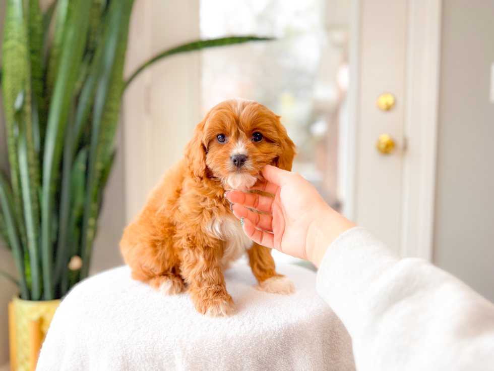 Cute Cavadoodle Poodle Mix Puppy