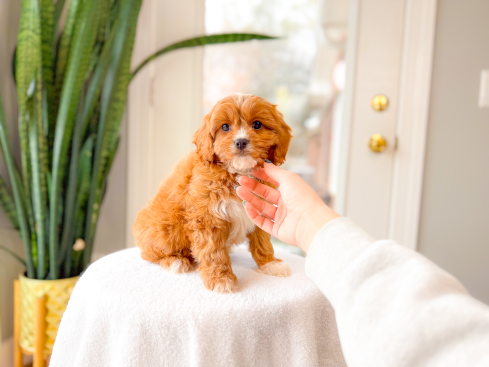 Cavapoo Pup Being Cute
