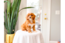 Cute Cavapoo Poodle Mix Pup