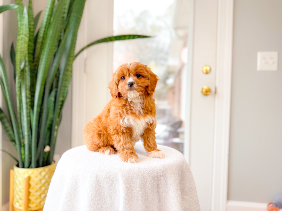 Cute Cavapoo Poodle Mix Pup