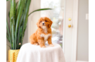 Best Cavapoo Baby