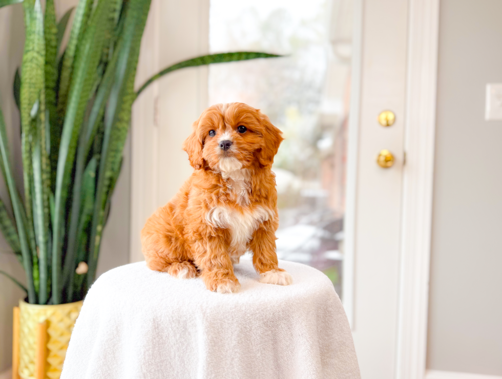 Best Cavapoo Baby