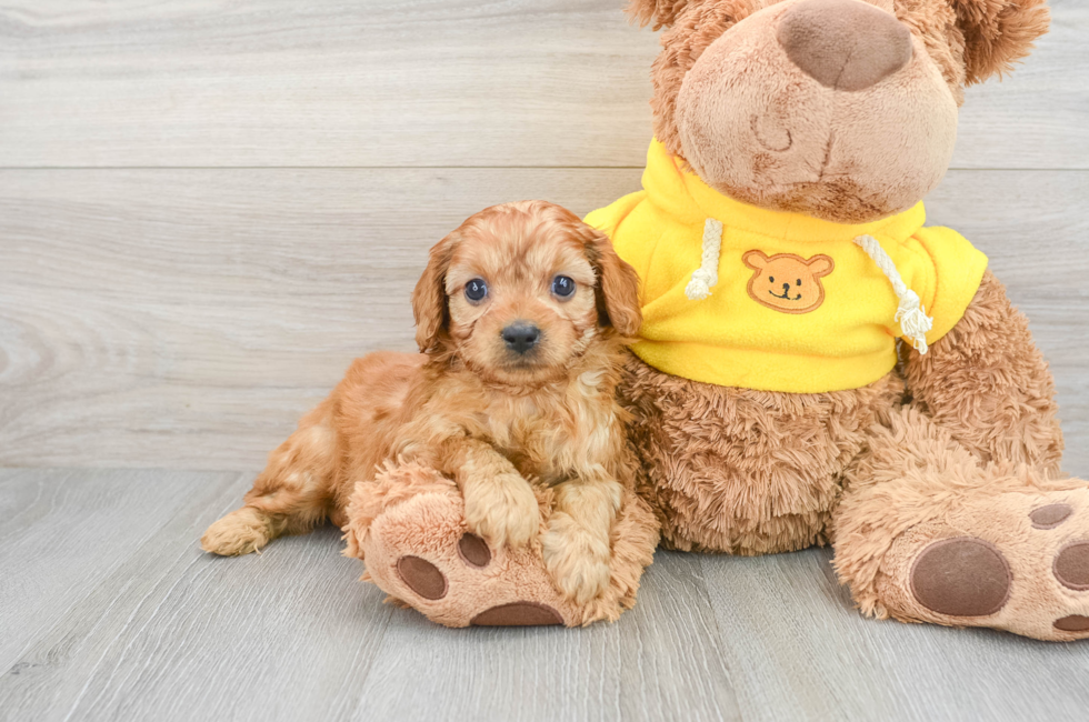 7 week old Cavapoo Puppy For Sale - Simply Southern Pups