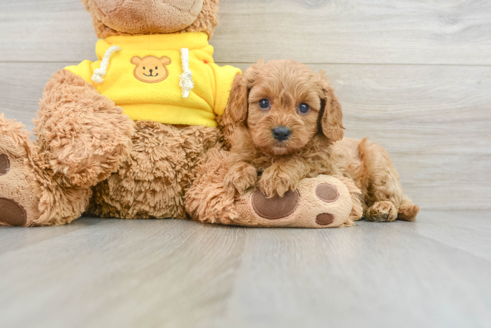 Cute Cavapoo Baby