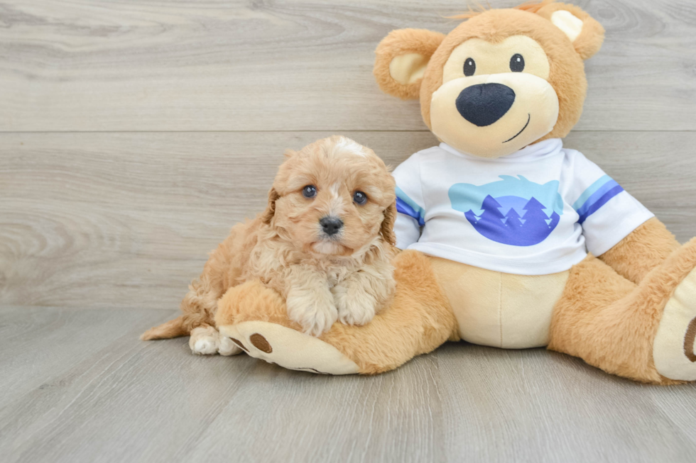 Playful Cavapoodle Poodle Mix Puppy