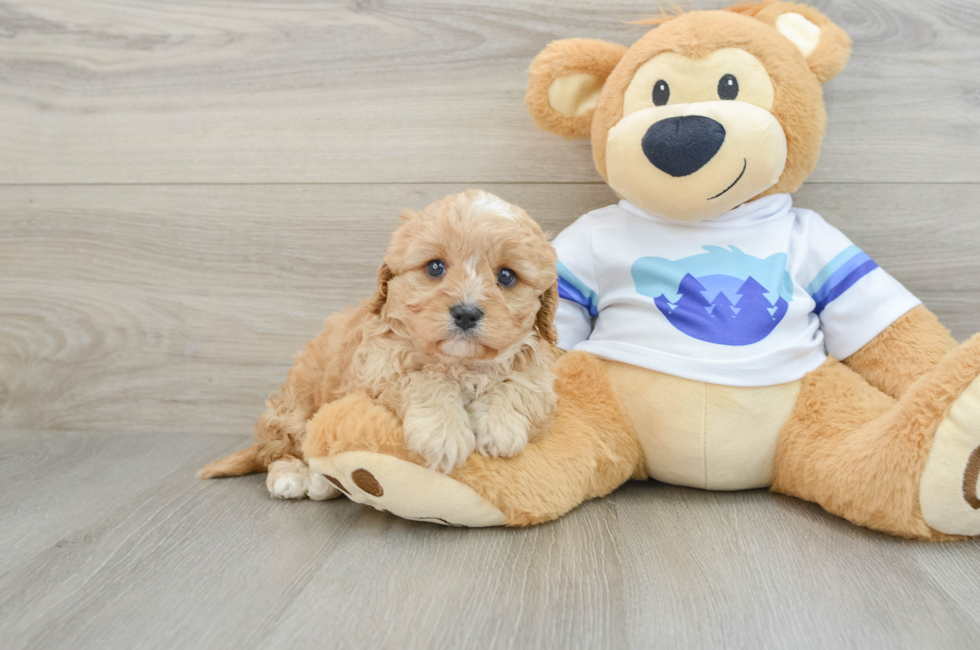 6 week old Cavapoo Puppy For Sale - Simply Southern Pups