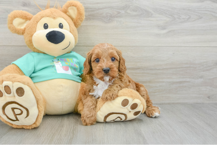 Best Cavapoo Baby