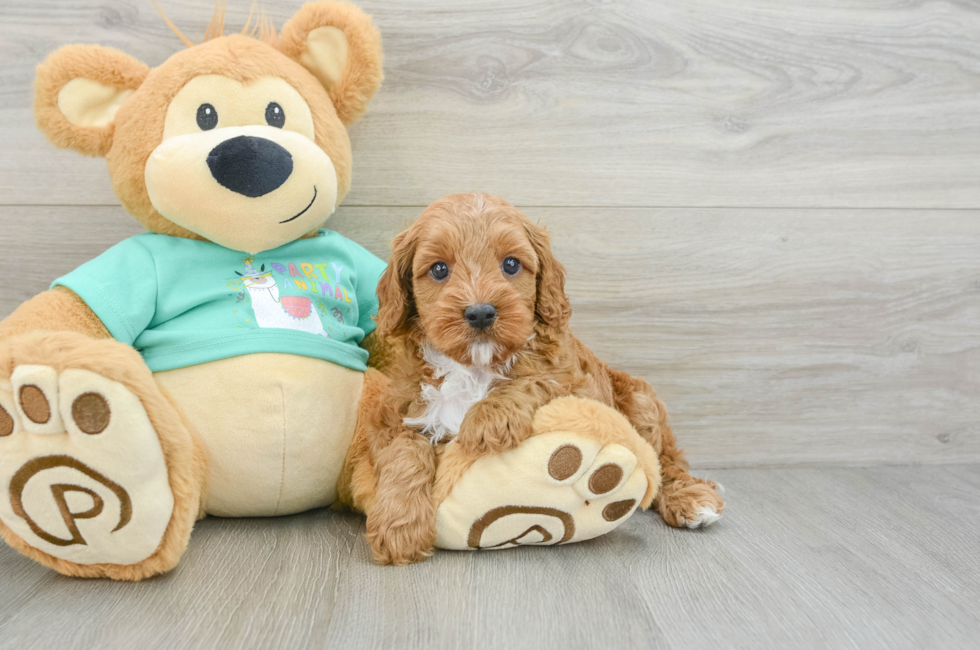 5 week old Cavapoo Puppy For Sale - Simply Southern Pups