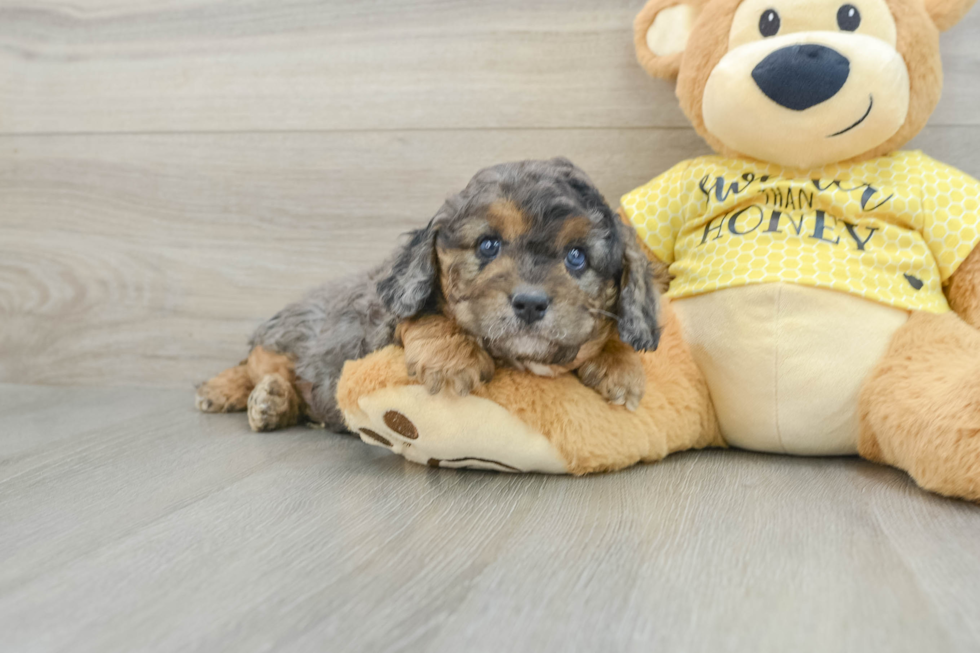 Cavapoo Pup Being Cute