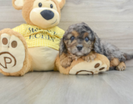 7 week old Cavapoo Puppy For Sale - Simply Southern Pups