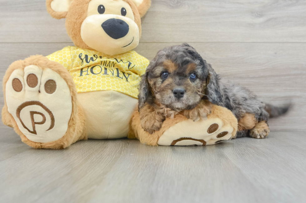 7 week old Cavapoo Puppy For Sale - Simply Southern Pups