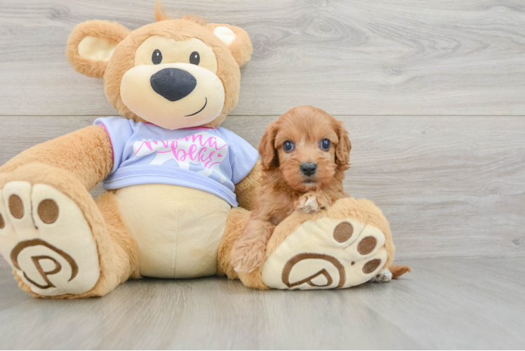 Energetic Cavoodle Poodle Mix Puppy