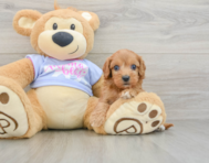 8 week old Cavapoo Puppy For Sale - Simply Southern Pups