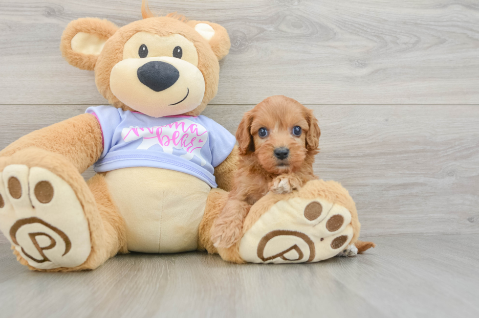 8 week old Cavapoo Puppy For Sale - Simply Southern Pups