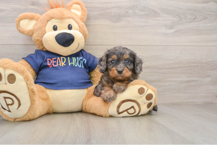 Cavapoo Puppy for Adoption